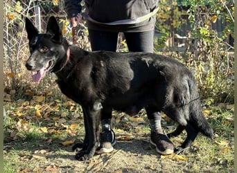 Elza - Gnadenplatz gesucht!!!