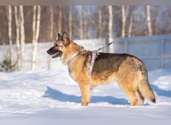 Menschenbezogene Lima sucht ihr Zuhause