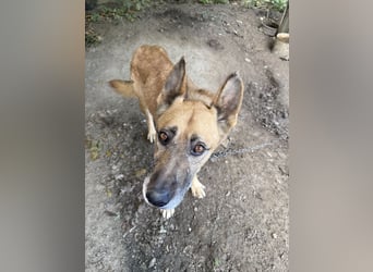 Füles sucht einen Wegbegleiter