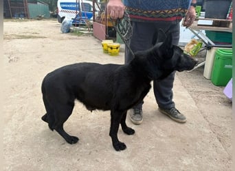 Elza - Gnadenplatz gesucht!!!