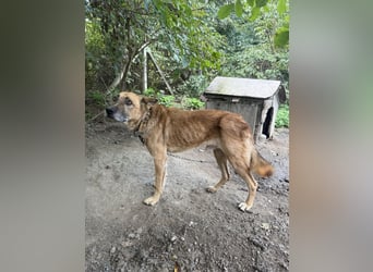 Füles sucht einen Wegbegleiter
