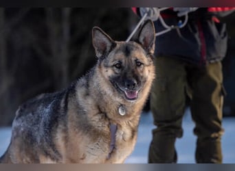Menschenbezogene Lima sucht ihr Zuhause