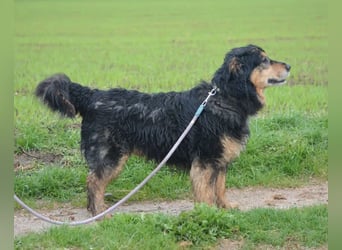 RESERV.-„Stefan“, ein sehr treuer Freund für’s Leben. Sehr treu, lieb, sanft, ruhig und verschmust.