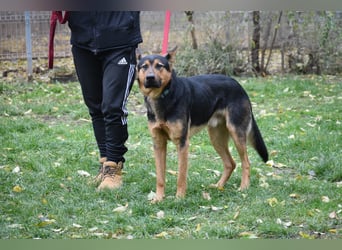 Schäferhundfreunde gesucht, MORRIS, ca. 11.2023 geboren