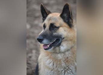 Absolut lieber und anhänglicher Schäferhund Leos sucht Freunde seiner Rasse, ca. 2020 geboren