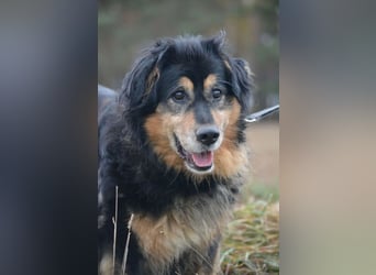 RESERV.-„Stefan“, ein sehr treuer Freund für’s Leben. Sehr treu, lieb, sanft, ruhig und verschmust.