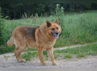 KARLI – sanfter Schäferhund sucht sein Zuhause