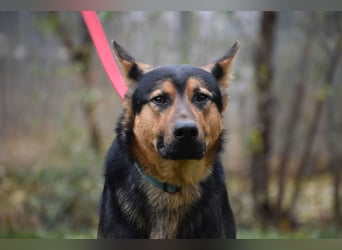 Schäferhundfreunde gesucht, MORRIS, ca. 11.2023 geboren