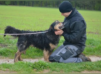 RESERV.-„Stefan“, ein sehr treuer Freund für’s Leben. Sehr treu, lieb, sanft, ruhig und verschmust.