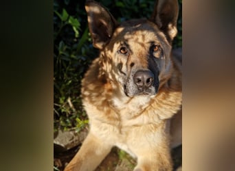 Lieber Schäferhund Rüde sucht Zuhause, auf Pflegestelle bei Köln