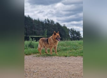 KARLI – sanfter Schäferhund sucht sein Zuhause