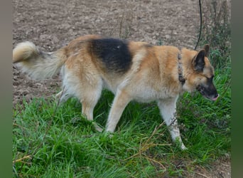 Absolut lieber und anhänglicher Schäferhund Leos sucht Freunde seiner Rasse, ca. 2020 geboren