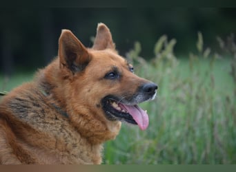 KARLI – sanfter Schäferhund sucht sein Zuhause