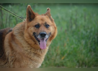 KARLI – sanfter Schäferhund sucht sein Zuhause