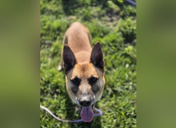 Rambo sucht ein neues Zuhause, toller Schäfi-Rüde mit großem Herz!