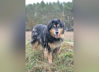 RESERV.-„Stefan“, ein sehr treuer Freund für’s Leben. Sehr treu, lieb, sanft, ruhig und verschmust.