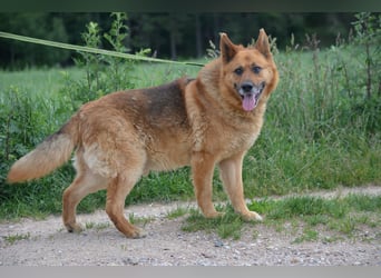 KARLI – sanfter Schäferhund sucht sein Zuhause