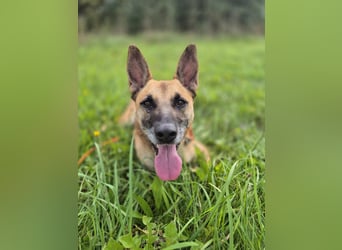 Rambo sucht ein neues Zuhause, toller Schäfi-Rüde mit großem Herz!