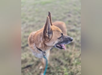 Rambo sucht ein neues Zuhause, toller Schäfi-Rüde mit großem Herz!