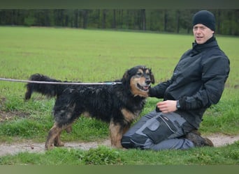 RESERV.-„Stefan“, ein sehr treuer Freund für’s Leben. Sehr treu, lieb, sanft, ruhig und verschmust.
