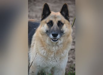 Absolut lieber und anhänglicher Schäferhund Leos sucht Freunde seiner Rasse, ca. 2020 geboren