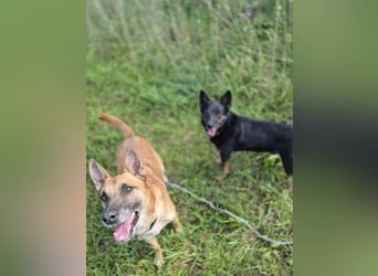 Rambo sucht ein neues Zuhause, toller Schäfi-Rüde mit großem Herz!