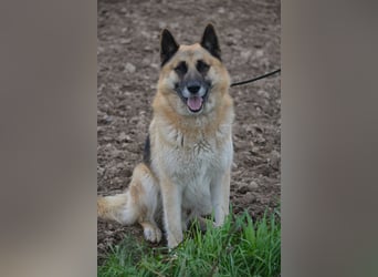 Absolut lieber und anhänglicher Schäferhund Leos sucht Freunde seiner Rasse, ca. 2020 geboren