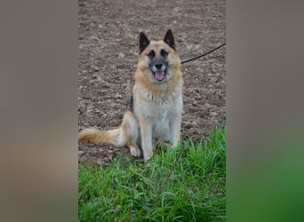Absolut lieber und anhänglicher Schäferhund Leos sucht Freunde seiner Rasse, ca. 2020 geboren