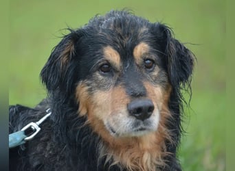 RESERV.-„Stefan“, ein sehr treuer Freund für’s Leben. Sehr treu, lieb, sanft, ruhig und verschmust.