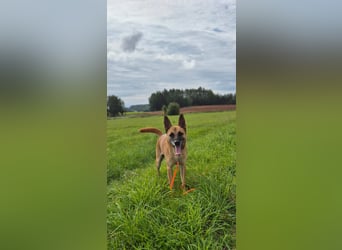 Rambo sucht ein neues Zuhause, toller Schäfi-Rüde mit großem Herz!