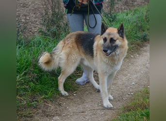 Absolut lieber und anhänglicher Schäferhund Leos sucht Freunde seiner Rasse, ca. 2020 geboren