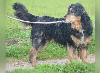 RESERV.-„Stefan“, ein sehr treuer Freund für’s Leben. Sehr treu, lieb, sanft, ruhig und verschmust.