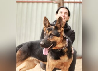 DOREL - Stattlicher Schäferhundmix mit großem Herz sucht ein Zuhause mit Rückhalt und Verständnis