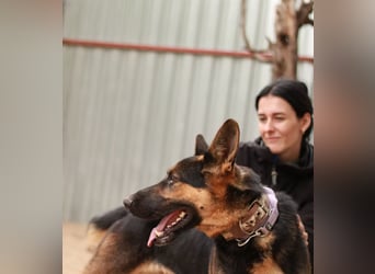 DOREL - Stattlicher Schäferhundmix mit großem Herz sucht ein Zuhause mit Rückhalt und Verständnis