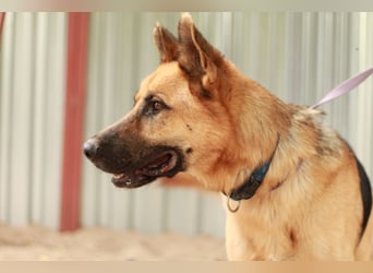 HEROLD - Aktiver, energiegeladener Schäferhund-Mix