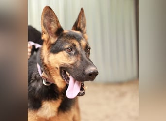 DOREL - Stattlicher Schäferhundmix mit großem Herz sucht ein Zuhause mit Rückhalt und Verständnis