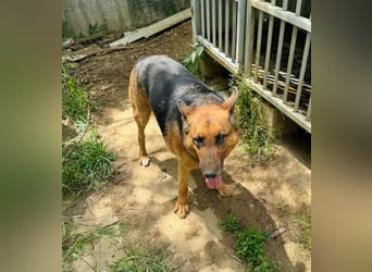 Bella -Sanfte Hundeseniorin mit großem Herzen