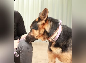 DOREL - Stattlicher Schäferhundmix mit großem Herz sucht ein Zuhause mit Rückhalt und Verständnis