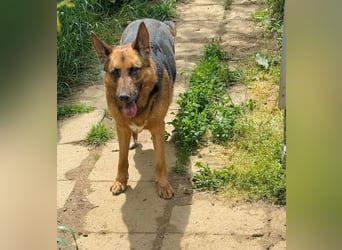 Bella -Sanfte Hundeseniorin mit großem Herzen