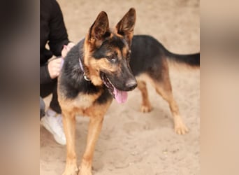 DOREL - Stattlicher Schäferhundmix mit großem Herz sucht ein Zuhause mit Rückhalt und Verständnis