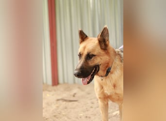 HEROLD - Aktiver, energiegeladener Schäferhund-Mix