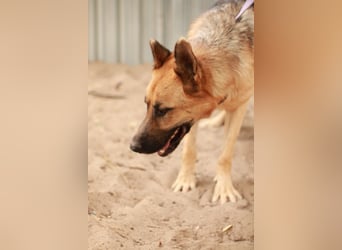 HEROLD - Aktiver, energiegeladener Schäferhund-Mix