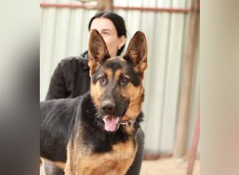 DOREL - Stattlicher Schäferhundmix mit großem Herz sucht ein Zuhause mit Rückhalt und Verständnis