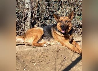 Bella -Sanfte Hundeseniorin mit großem Herzen