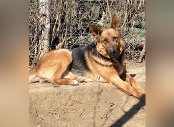 Bella -Sanfte Hundeseniorin mit großem Herzen