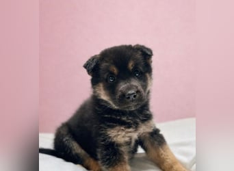 Maja -Schäferhündin möchte die Welt entdecken!