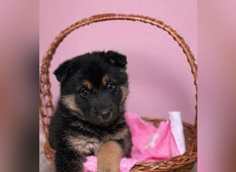 Maja -Schäferhündin möchte die Welt entdecken!