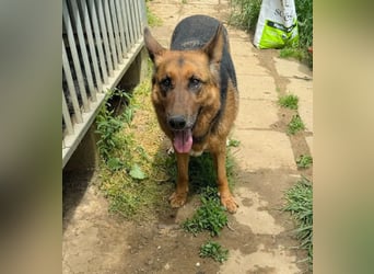 Bella -Sanfte Hundeseniorin mit großem Herzen