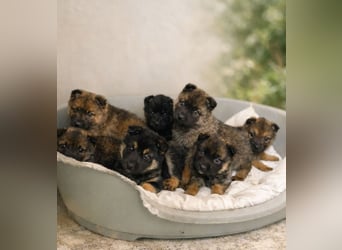 Maja -Schäferhündin möchte die Welt entdecken!