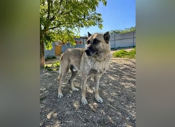 Ron, er verzweifelt , seit 2 Jahren im Tierheim